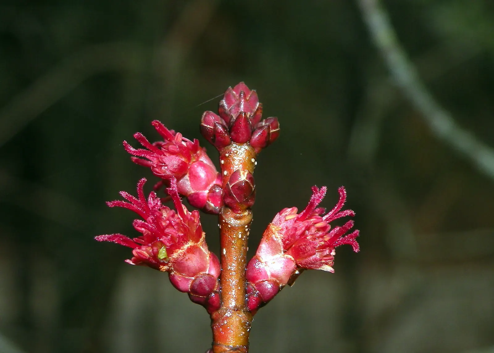 Red Maple (Acer Rubrum) — The Red Maple (Acer rubrum) is a versatile and hardy deciduous tree