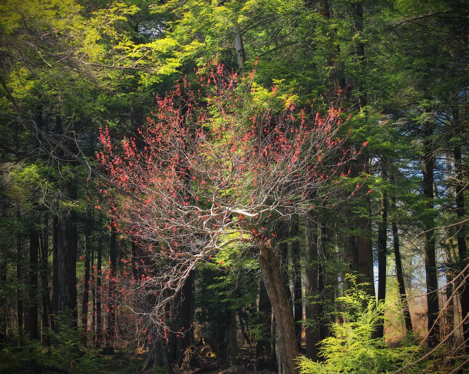 Red Maple (Acer Rubrum) — Showy red flowers in spring add early seasonal interest; widely celebrated for its vibrant autumnal foliage and adaptability