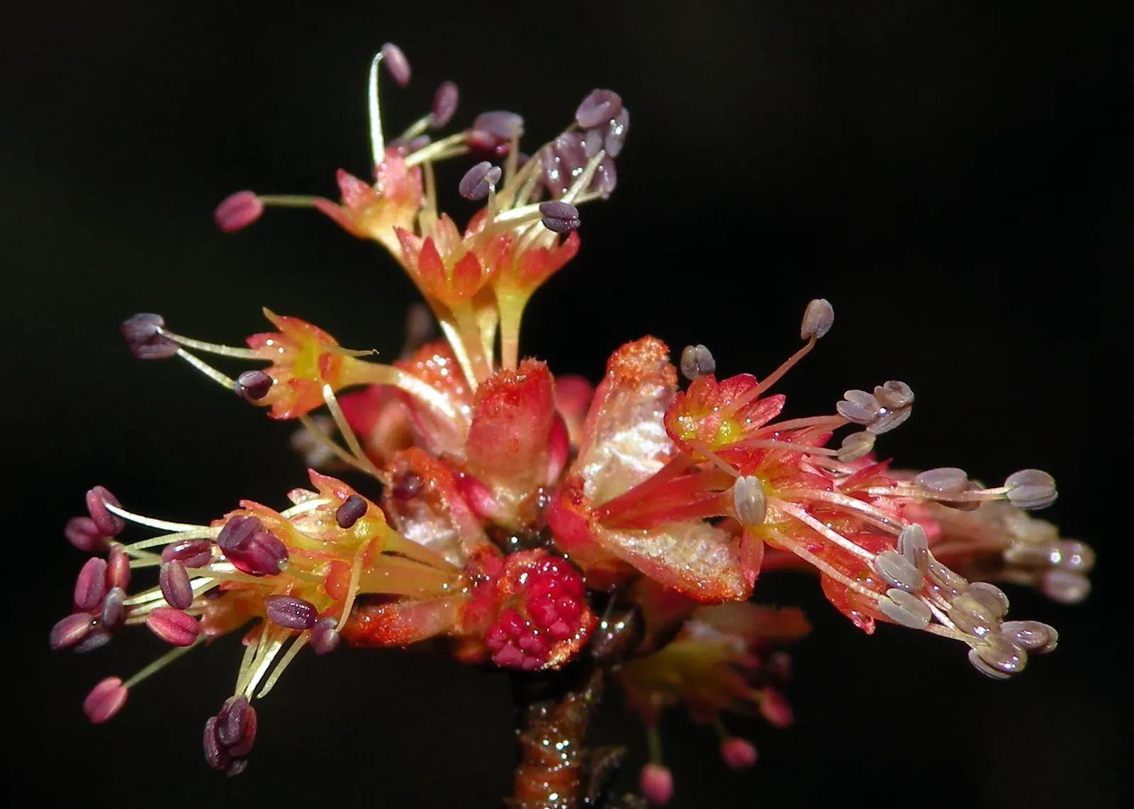 Red Maple (Acer Rubrum) — Acer rubrum is not particularly fussy about soil type; typically adding 1 to 2 feet annually under favorable conditions, image 88