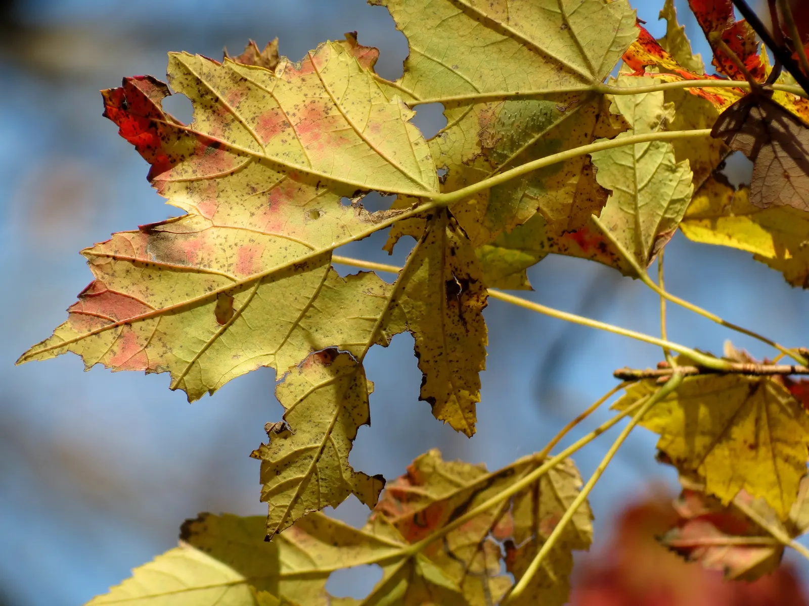 Red Maple (Acer Rubrum) — typically adding 1 to 2 feet annually under favorable conditions; acer rubrum is not particularly fussy about soil type