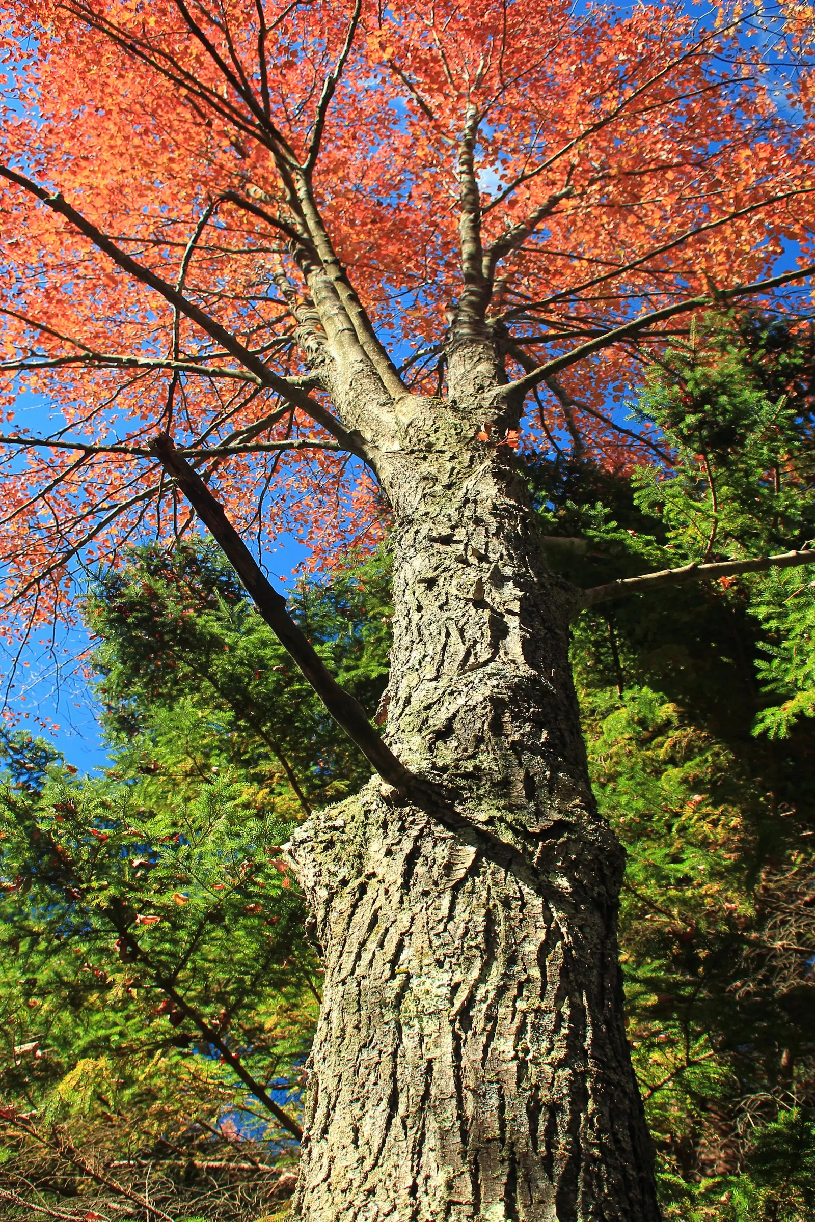 Red Maple (Acer Rubrum) — Acer rubrum is not particularly fussy about soil type