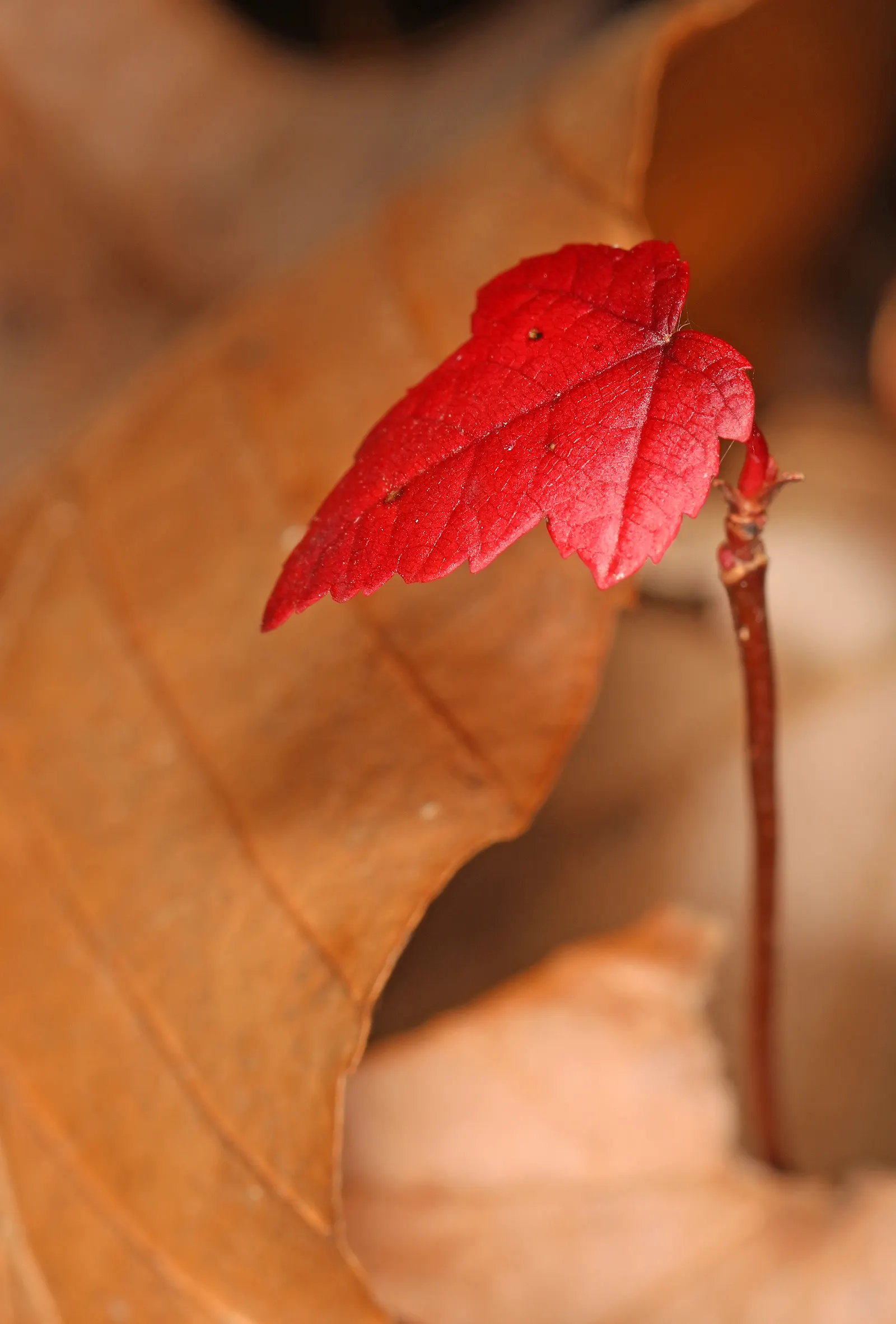 Red Maple (Acer Rubrum) — For clients seeking year-round visual interest