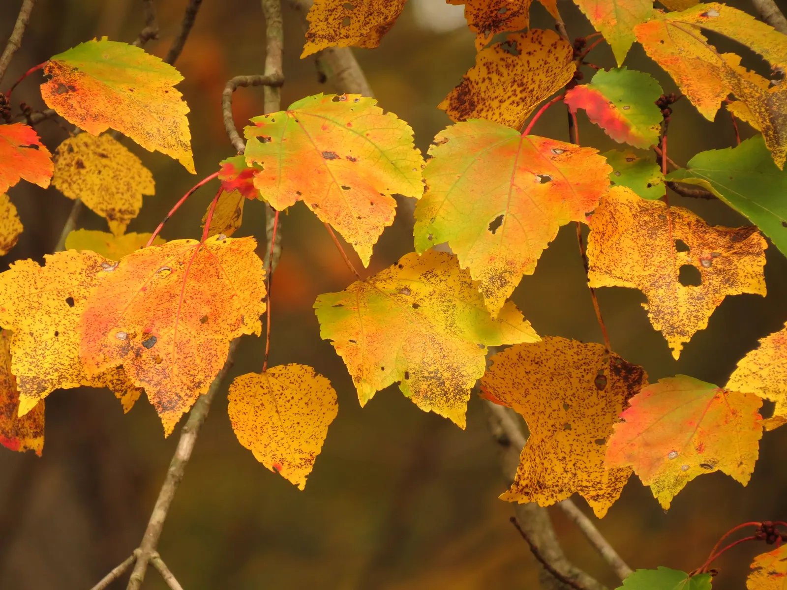 Red Maple (Acer Rubrum) — this tree's red spring flowers; the Red Maple (Acer rubrum) is a versatile and hardy deciduous tree, image 70