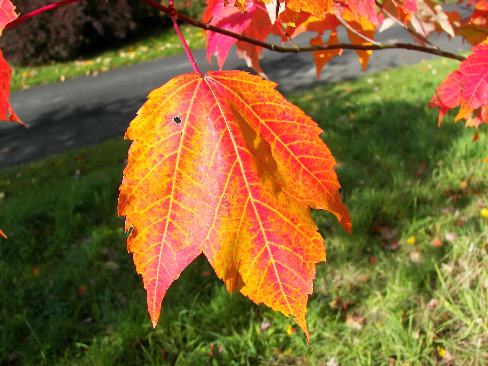 Red Maple (Acer Rubrum) — This adaptable tree prefers moist, slightly acidic soils, and full sun to partial shade; red Maple (Acer rubrum) is a, image 76