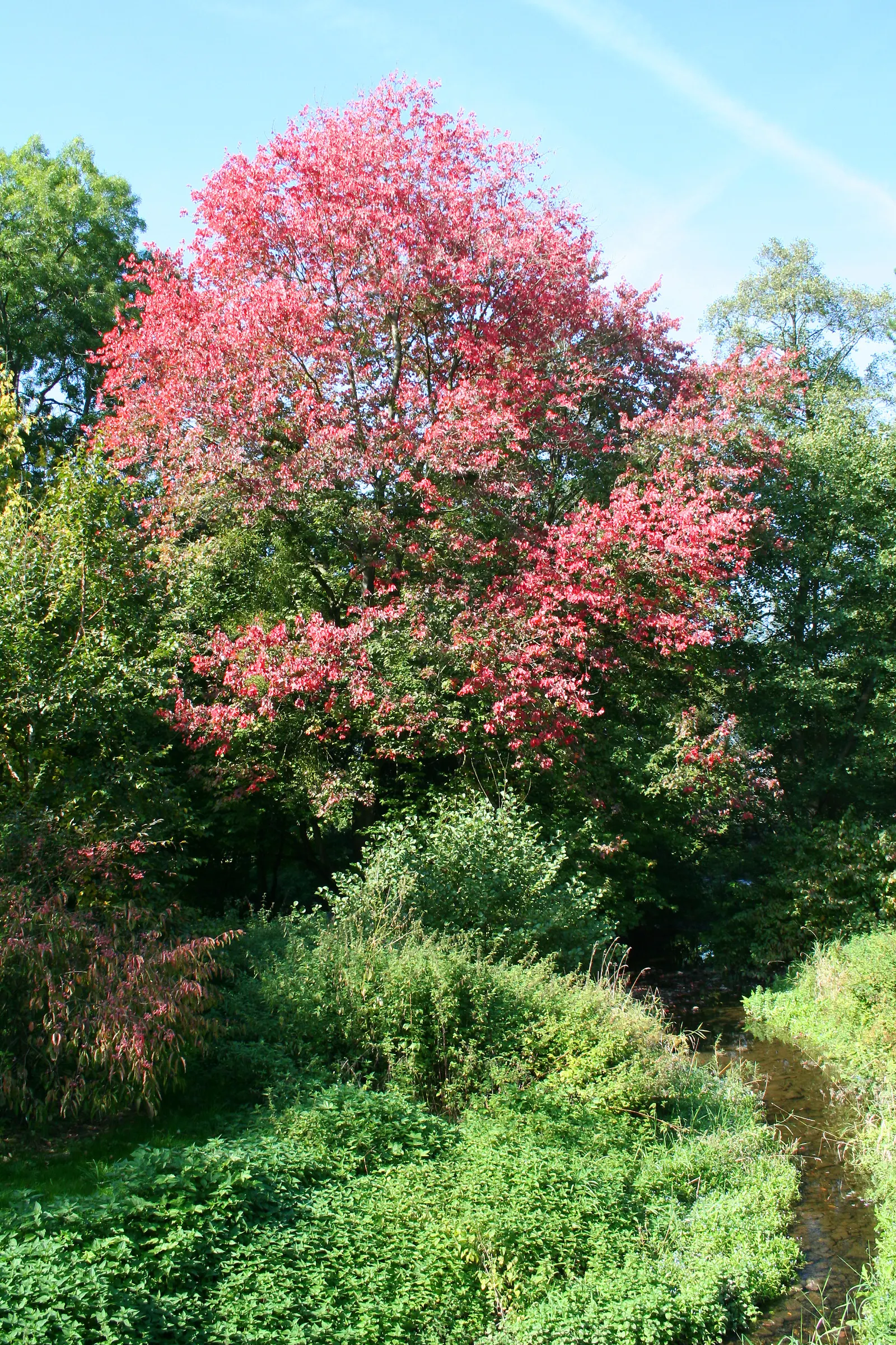 Red Maple (Acer Rubrum) — Red Maple (Acer rubrum) is a deciduous North American native