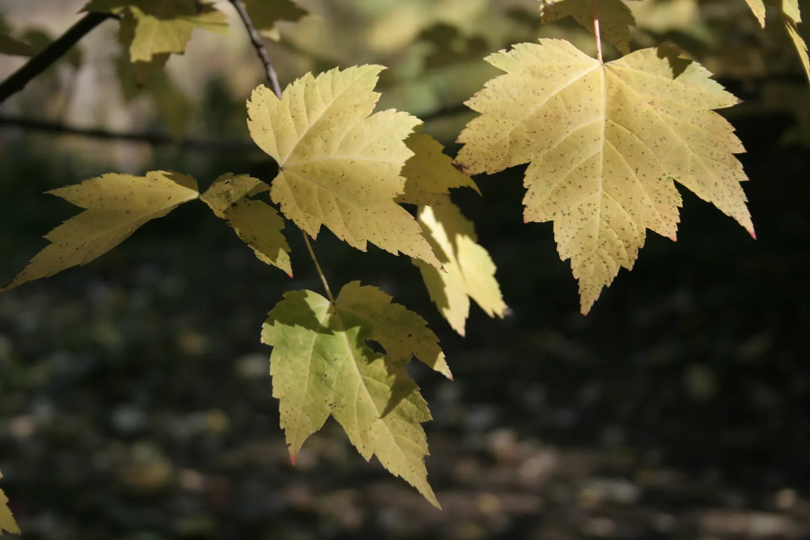 Red Maple (Acer Rubrum) — This adaptable tree prefers moist, slightly acidic soils, and full sun to partial shade