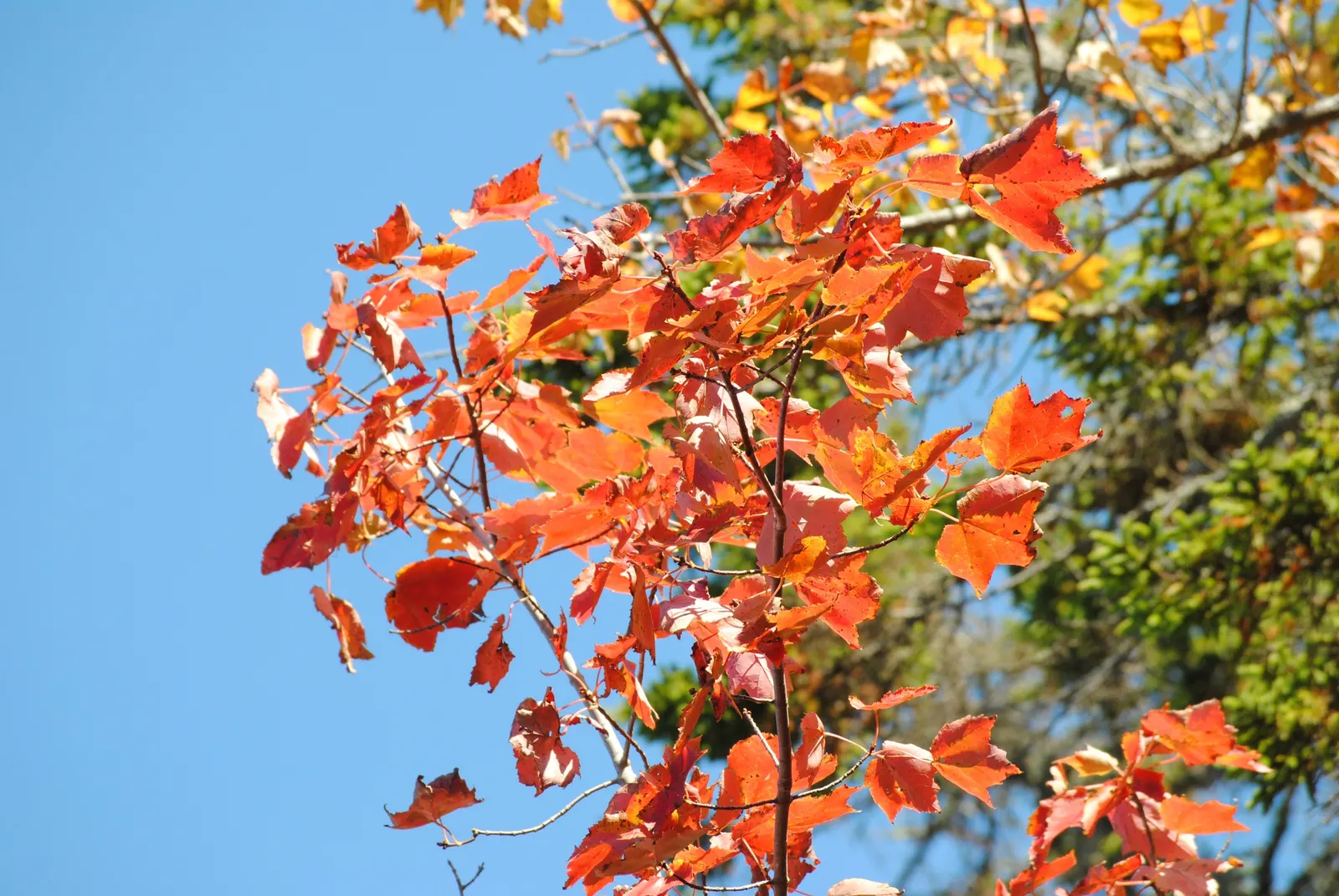 Red Maple (Acer Rubrum) — tolerating both wet conditions and moderate drought; or create fall interest in a mixed border, image 89