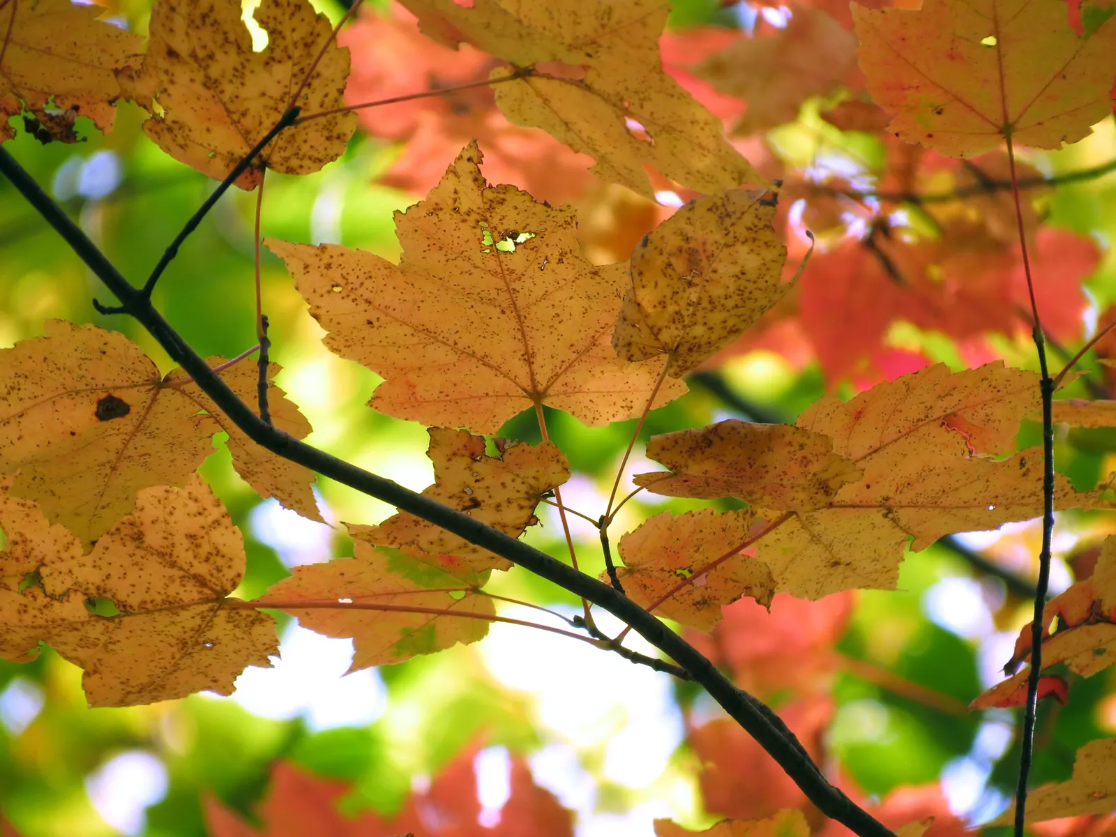 Red Maple (Acer Rubrum) — or create fall interest in a mixed border; tolerating both wet conditions and moderate drought