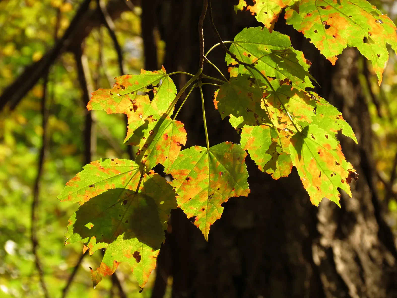 Red Maple (Acer Rubrum) — transitioning to dazzling shades of red; admired for its vibrant fall foliage ranging from bright red to purple