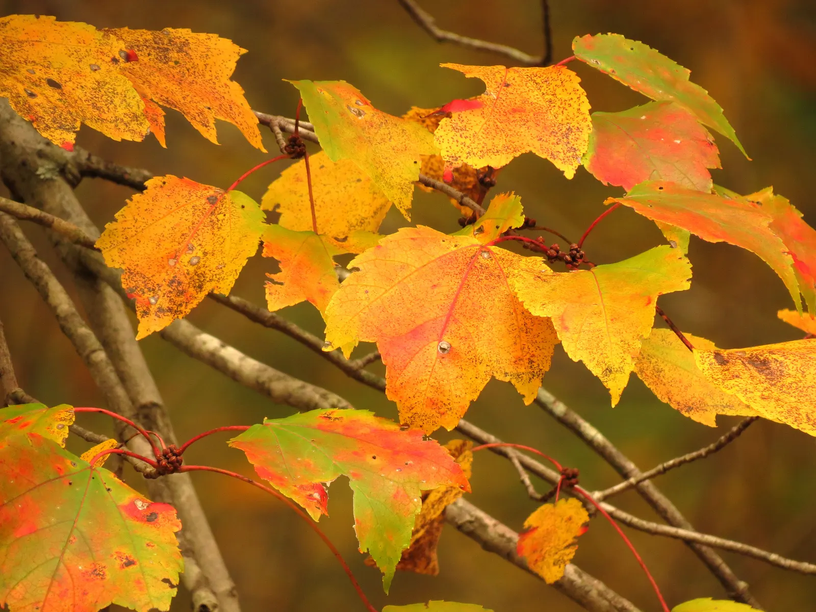 Red Maple (Acer Rubrum) — making it an attractive choice for diverse landscape settings; while thriving in full sun to partial shade
