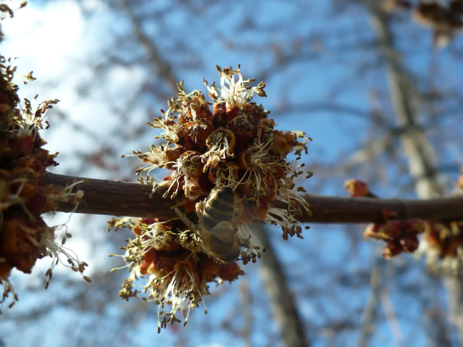 Red Maple (Acer Rubrum) — widely celebrated for its vibrant autumnal foliage and adaptability