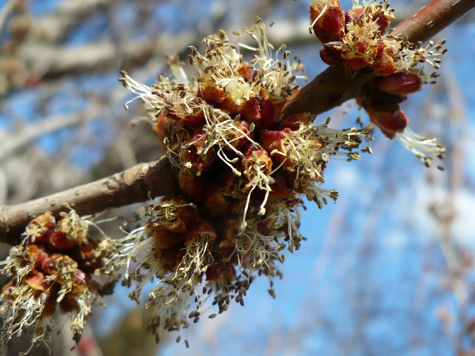 Red Maple (Acer Rubrum) — For clients seeking year-round visual interest; tree for full or half
