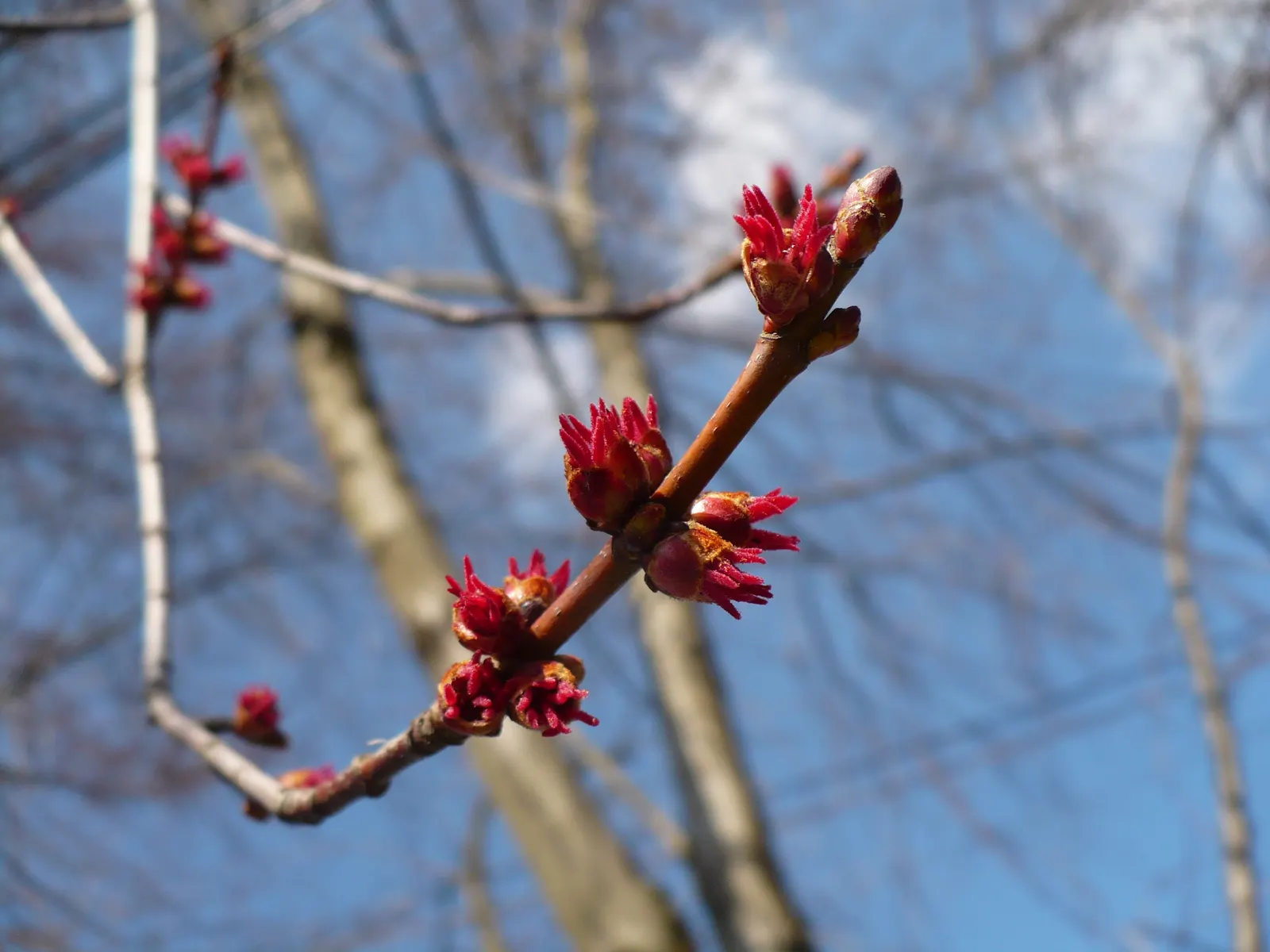 Red Maple (Acer Rubrum) — or sometimes yellow in the fall.<br><br>Red Maples are known for their moderate growth rate; maturing to a height of 40, image 60