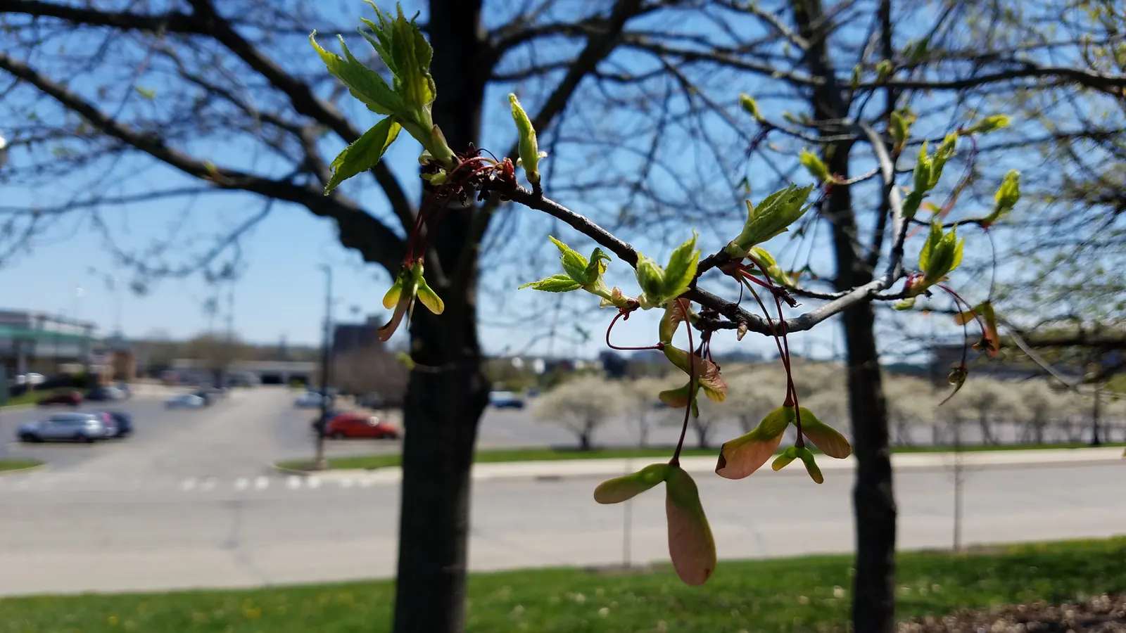 Red Maple (Acer Rubrum) — While thriving in full sun to partial shade; making it an attractive choice for diverse landscape settings