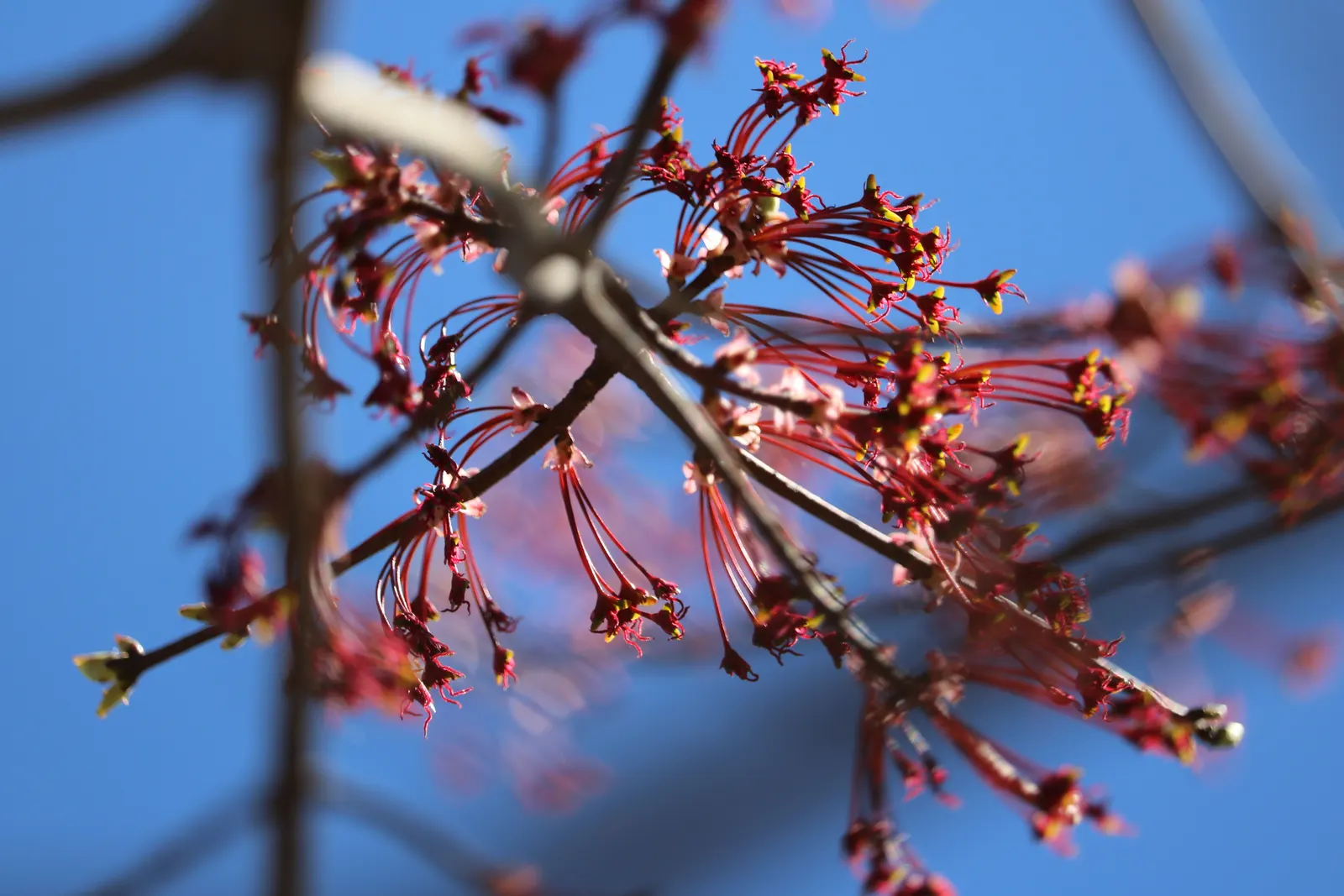 Red Maple (Acer Rubrum) — While thriving in full sun to partial shade; making it an attractive choice for diverse landscape settings, image 63