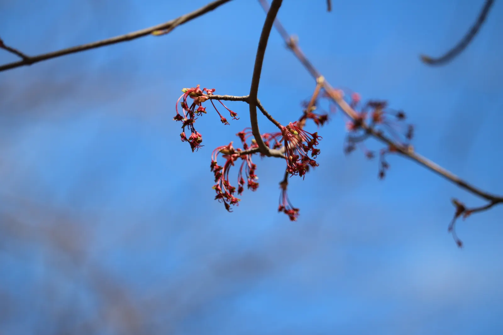Red Maple (Acer Rubrum) — Acer rubrum is not particularly fussy about soil type; typically adding 1 to 2 feet annually under favorable conditions