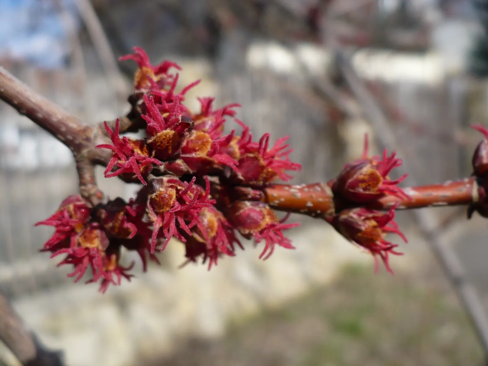 Red Maple (Acer Rubrum) — Showy red flowers in spring add early seasonal interest; widely celebrated for its vibrant autumnal foliage and, image 77