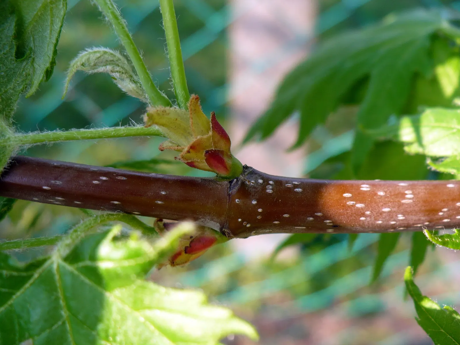 Red Maple (Acer Rubrum) — this tree's red spring flowers; the Red Maple (Acer rubrum) is a versatile and hardy deciduous tree