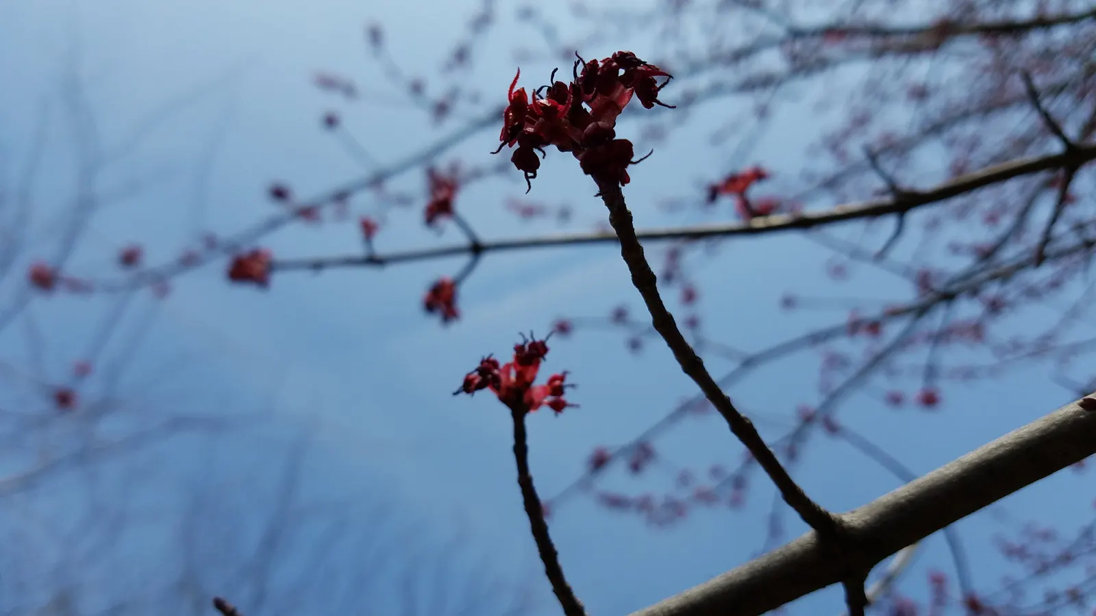 Red Maple (Acer Rubrum) — and textured silver-gray bark in winter add continuous appeal to their garden; they are hardy in USDA zones 3 through 9, image 71
