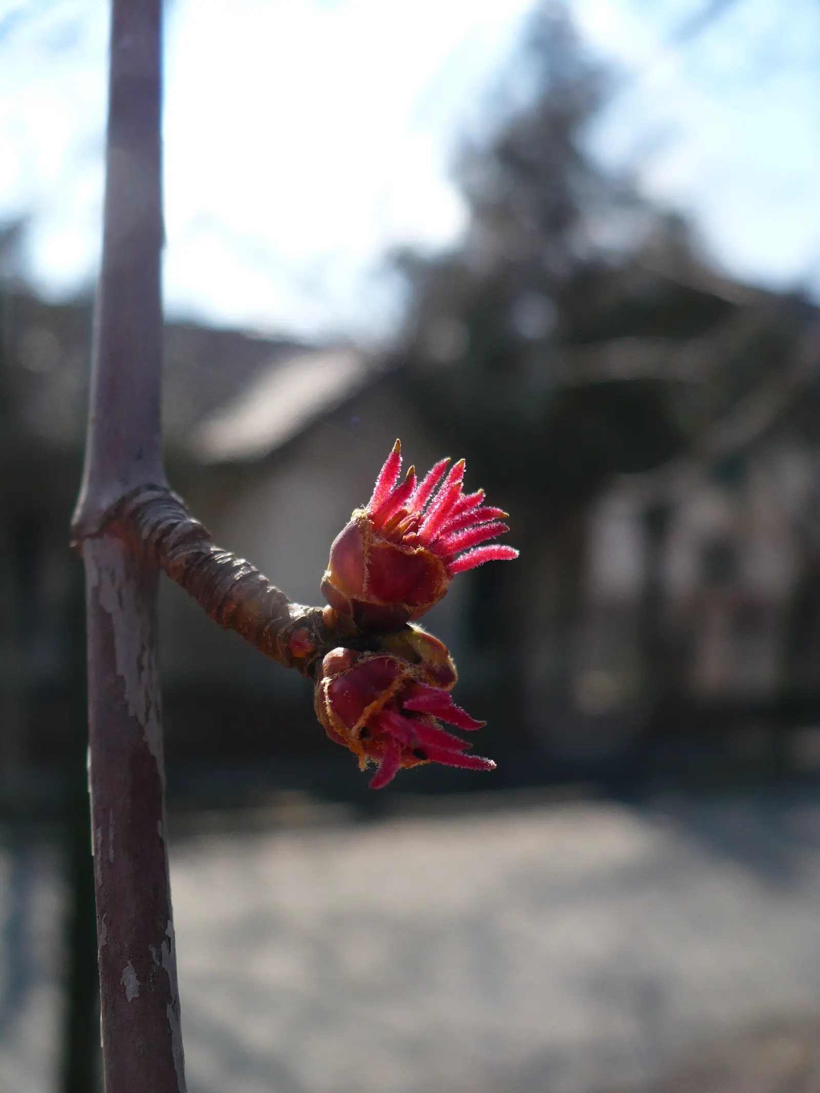 Red Maple (Acer Rubrum) — transitioning to dazzling shades of red; admired for its vibrant fall foliage ranging from bright red to purple, image 59