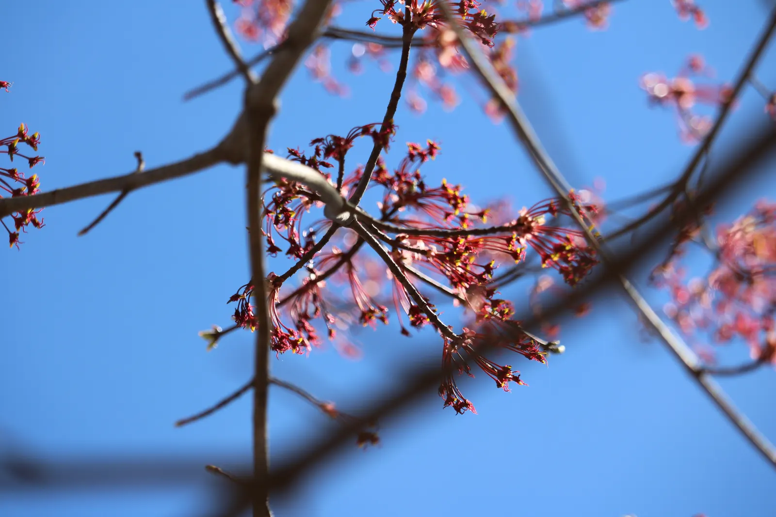 Red Maple (Acer Rubrum) — admired for its vibrant fall foliage ranging from bright red to purple