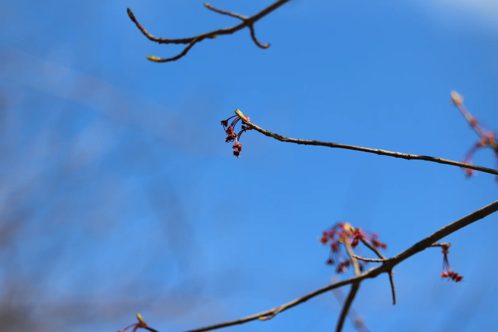 Red Maple (Acer Rubrum) — widely celebrated for its vibrant autumnal foliage and adaptability; showy red flowers in spring add early seasonal interest