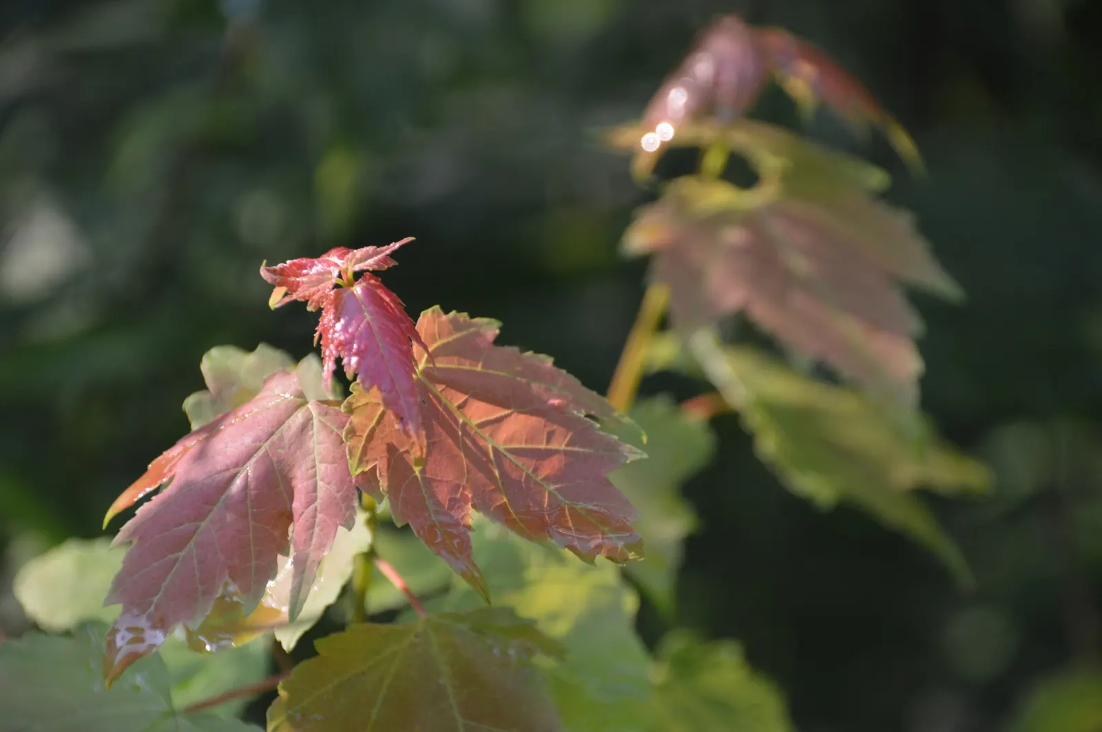 Red Maple (Acer Rubrum) — transitioning to dazzling shades of red