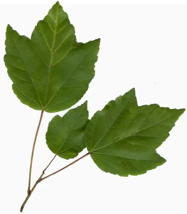 Red Maple (Acer Rubrum) — Red Maples can serve as stunning focal points; it typically grows 40-70 feet tall, with a spread of 30-50 feet, thriving, image 66