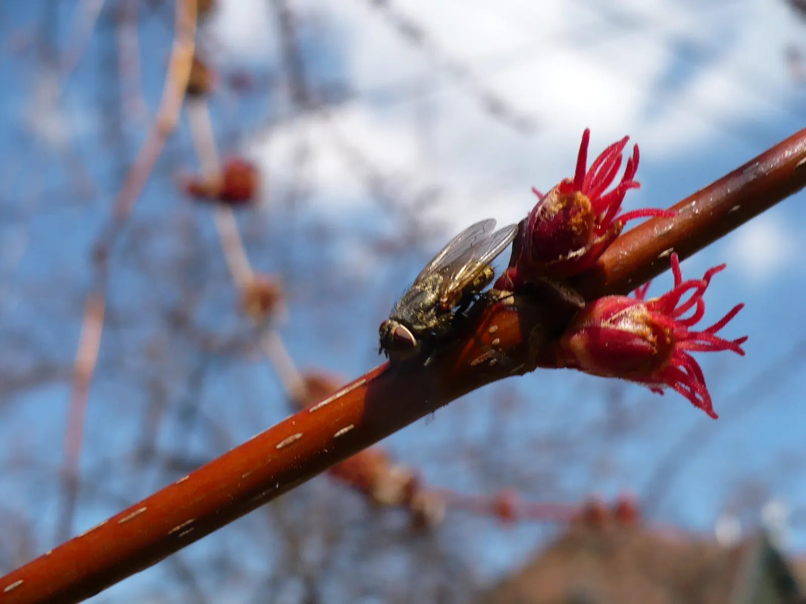 Red Maple (Acer Rubrum) — typically adding 1 to 2 feet annually under favorable conditions