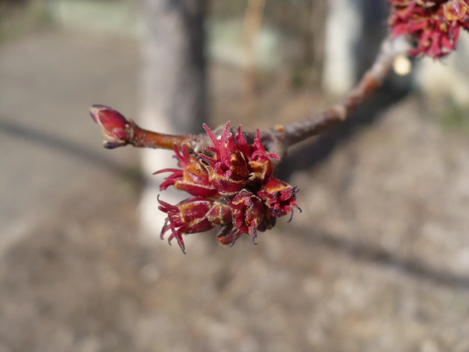 Red Maple (Acer Rubrum) — and textured silver-gray bark in winter add continuous appeal to their garden; they are hardy in USDA zones 3 through 9, allowing for