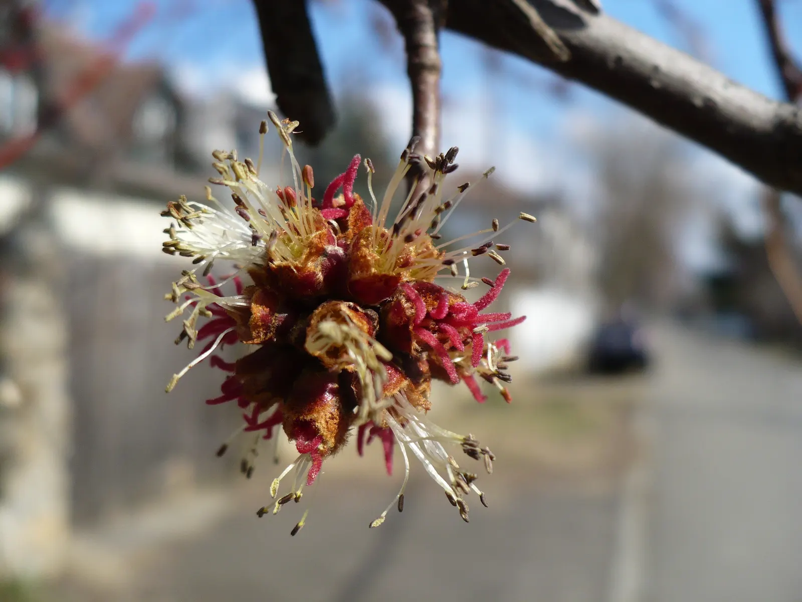 Red Maple (Acer Rubrum) — Red Maple (Acer rubrum) is a deciduous North American native; this adaptable tree prefers moist, slightly acidic soils, image 73