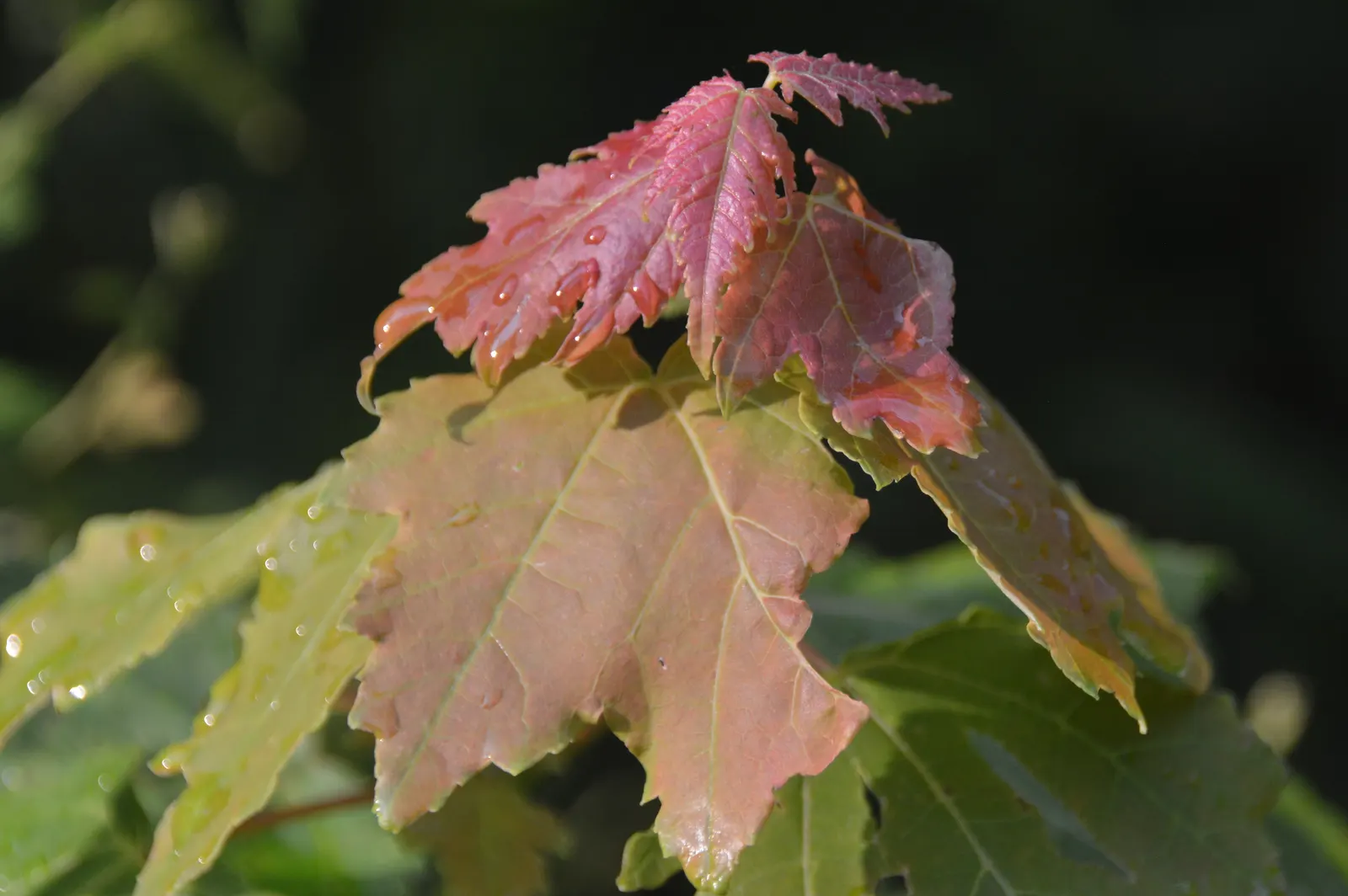 Red Maple (Acer Rubrum) — or create fall interest in a mixed border