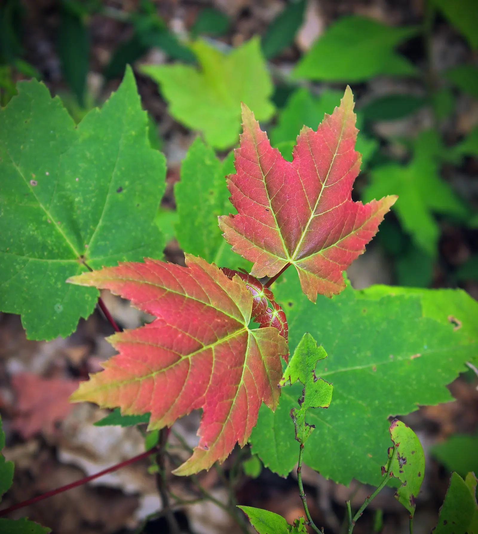 Red Maple (Acer Rubrum) — or sometimes yellow in the fall.<br><br>Red Maples are known for their moderate growth rate; maturing to a height of 40, image 84
