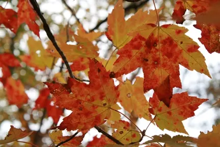 Red Maple (Acer Rubrum) — It typically grows 40-70 feet tall, with a spread of 30-50 feet, thriving in hardiness zones 3-9; red Maples can serve as, image 51