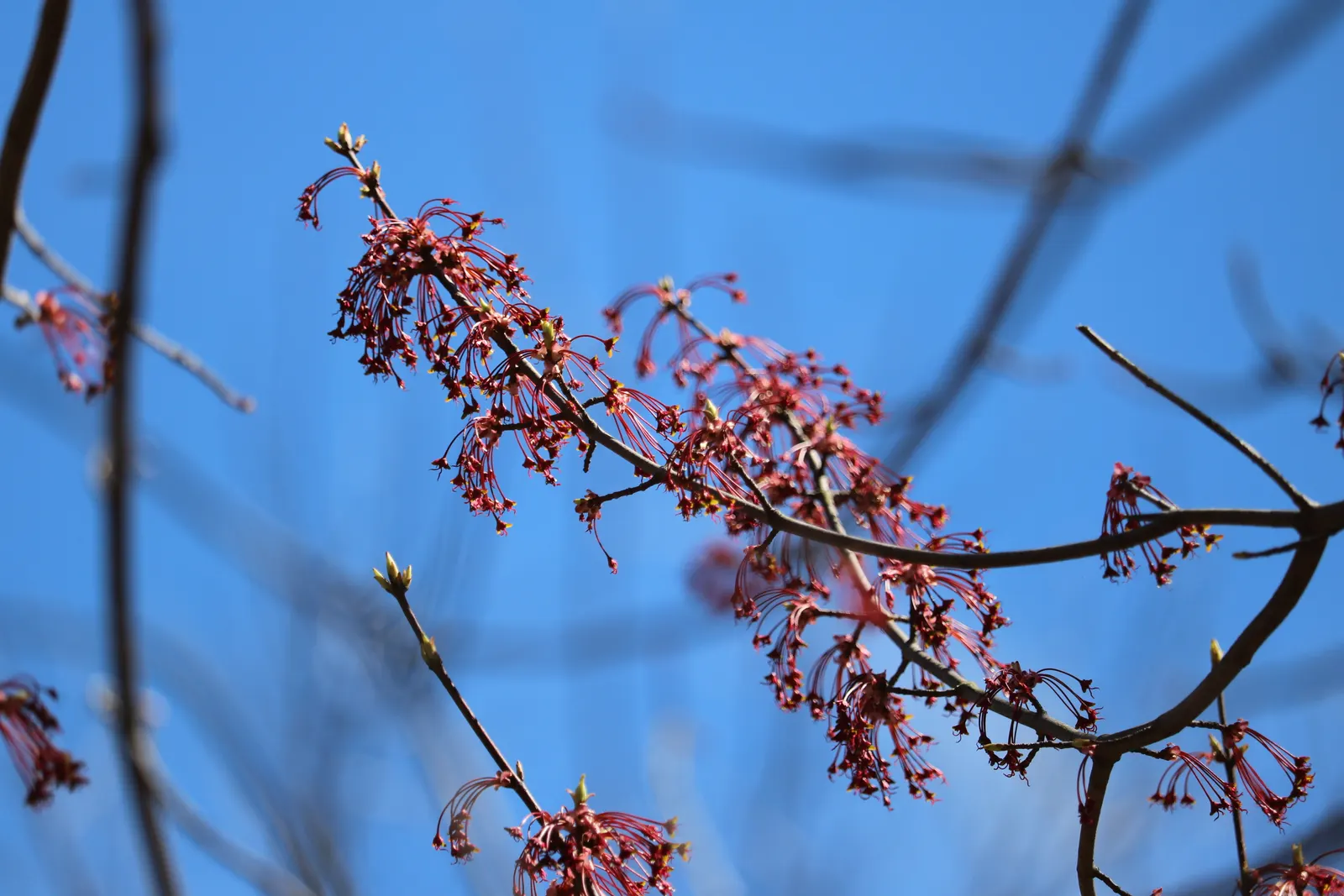Red Maple (Acer Rubrum) — admired for its vibrant fall foliage ranging from bright red to purple; transitioning to dazzling shades of red