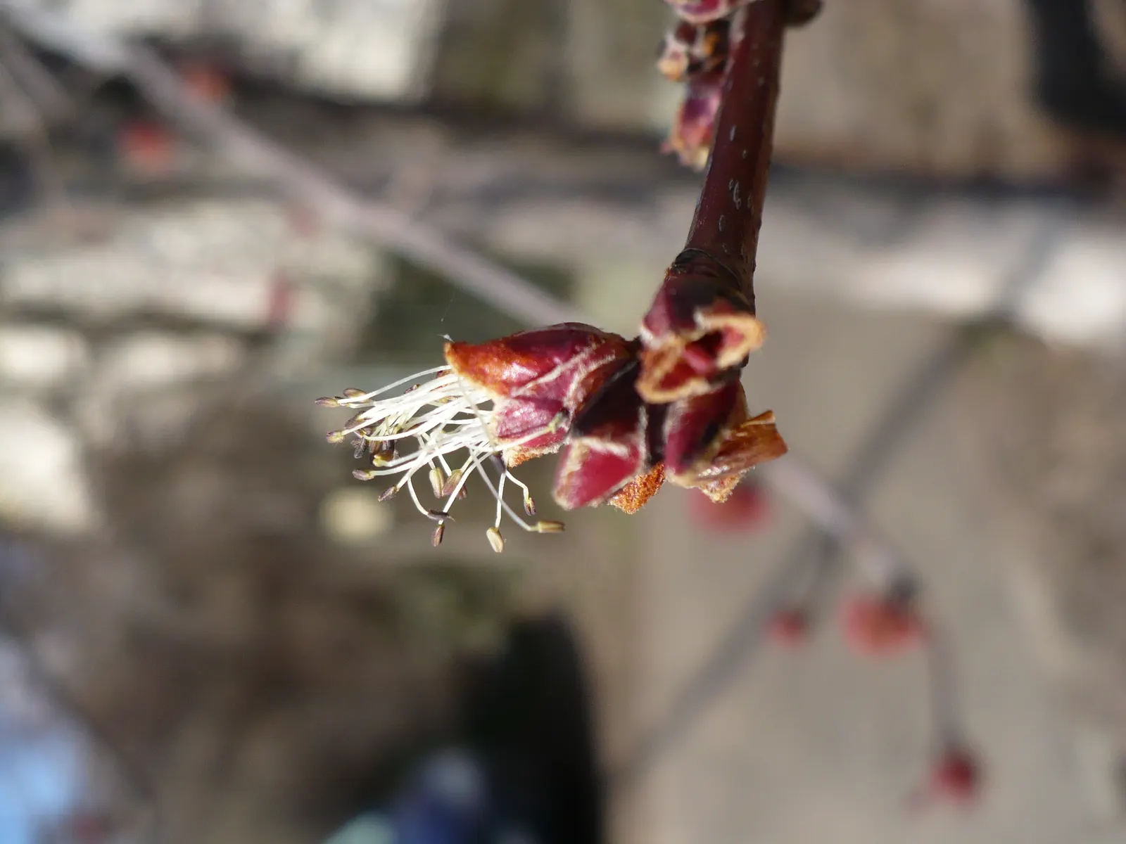 Red Maple (Acer Rubrum) — widely celebrated for its vibrant autumnal foliage and adaptability; showy red flowers in spring add early seasonal, image 80