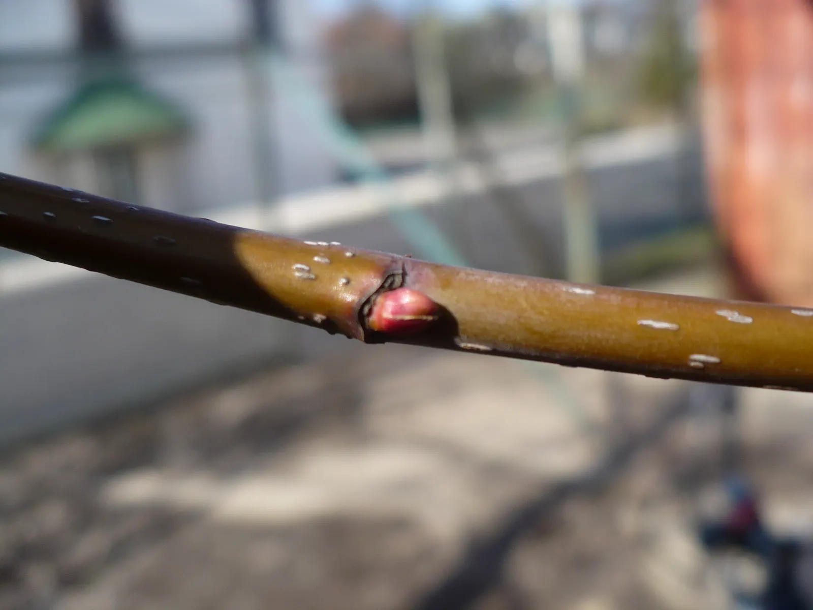 Red Maple (Acer Rubrum) — this species offers an appealingly symmetrical; incorporate into naturalized areas, image 58