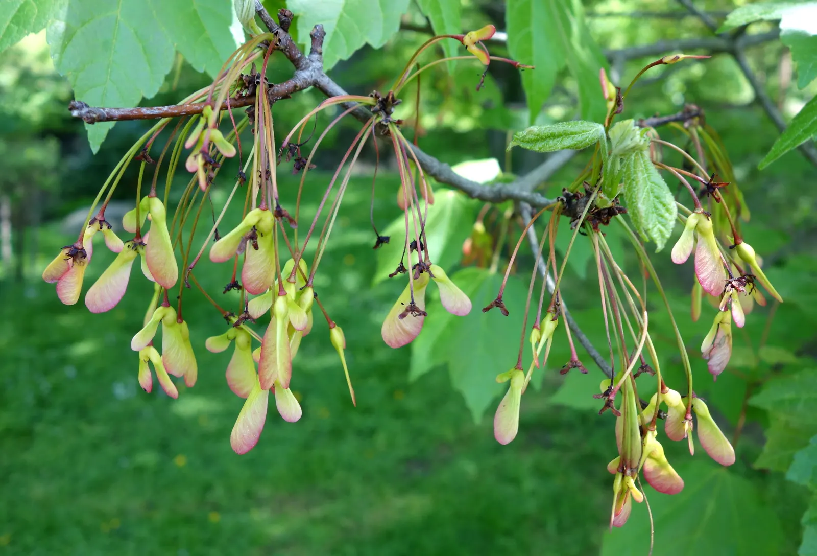 Red Maple (Acer Rubrum) — incorporate into naturalized areas