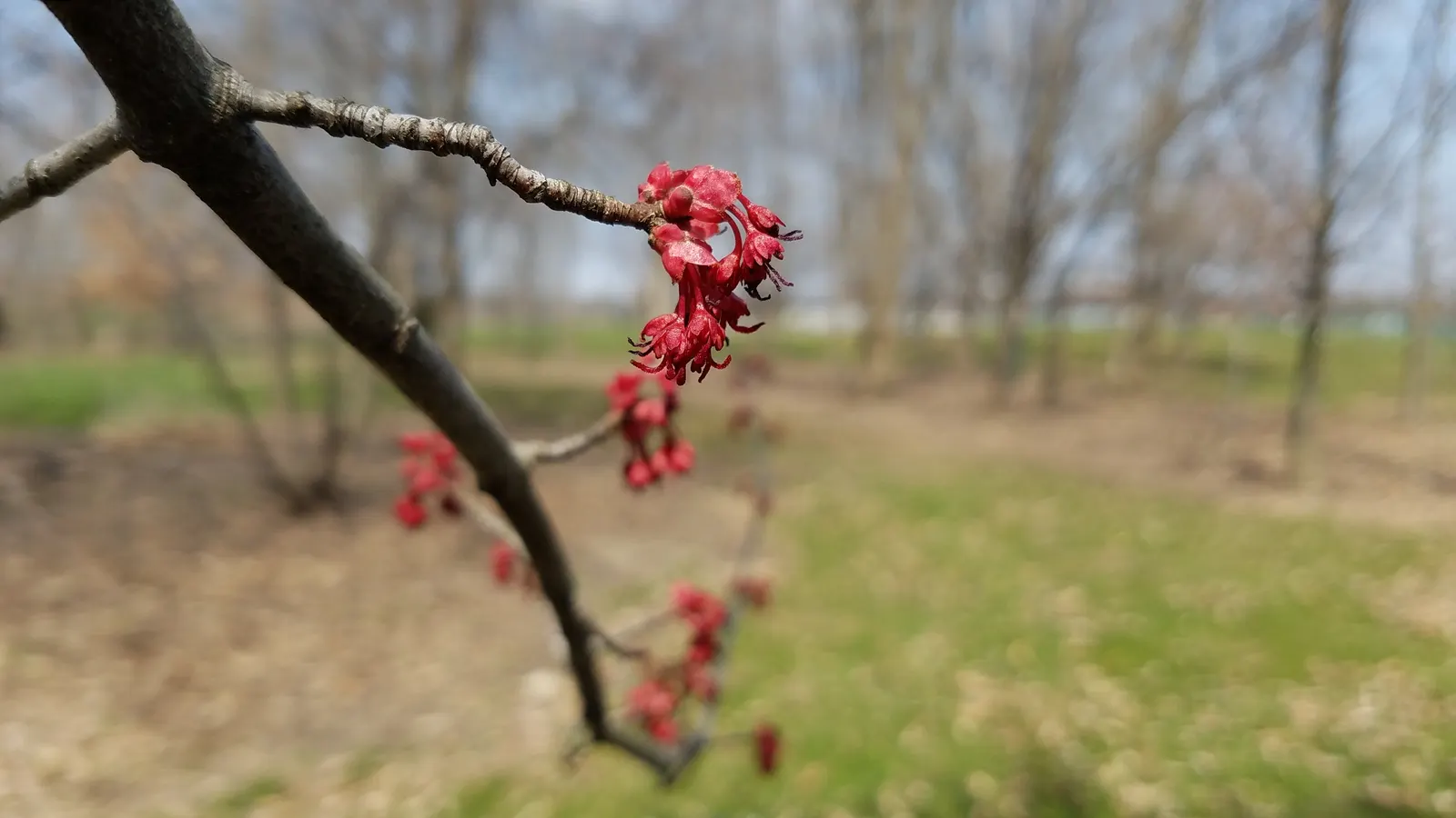 Red Maple (Acer Rubrum) — This adaptable tree prefers moist, slightly acidic soils, and full sun to partial shade; red Maple (Acer rubrum) is a, image 52