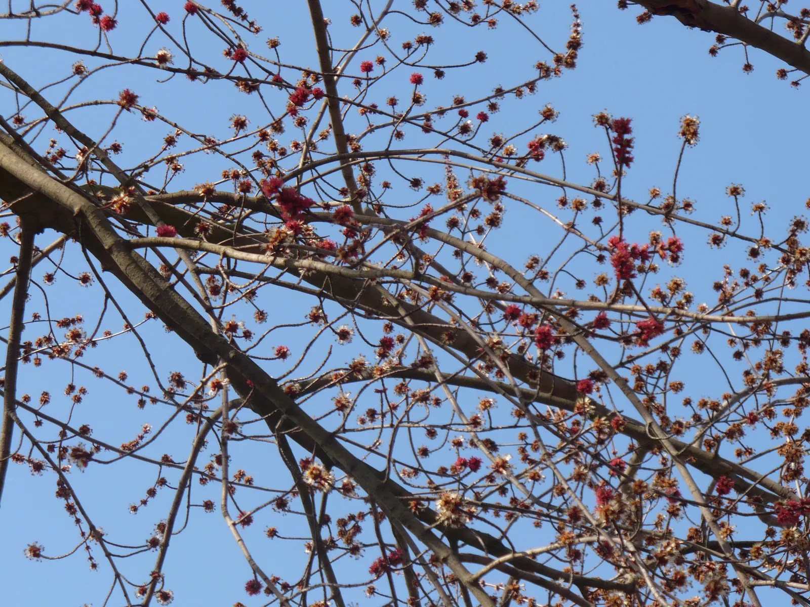 Red Maple (Acer Rubrum) — They are hardy in USDA zones 3 through 9, allowing for a broad range of geographical placement; and textured silver-gray bark in