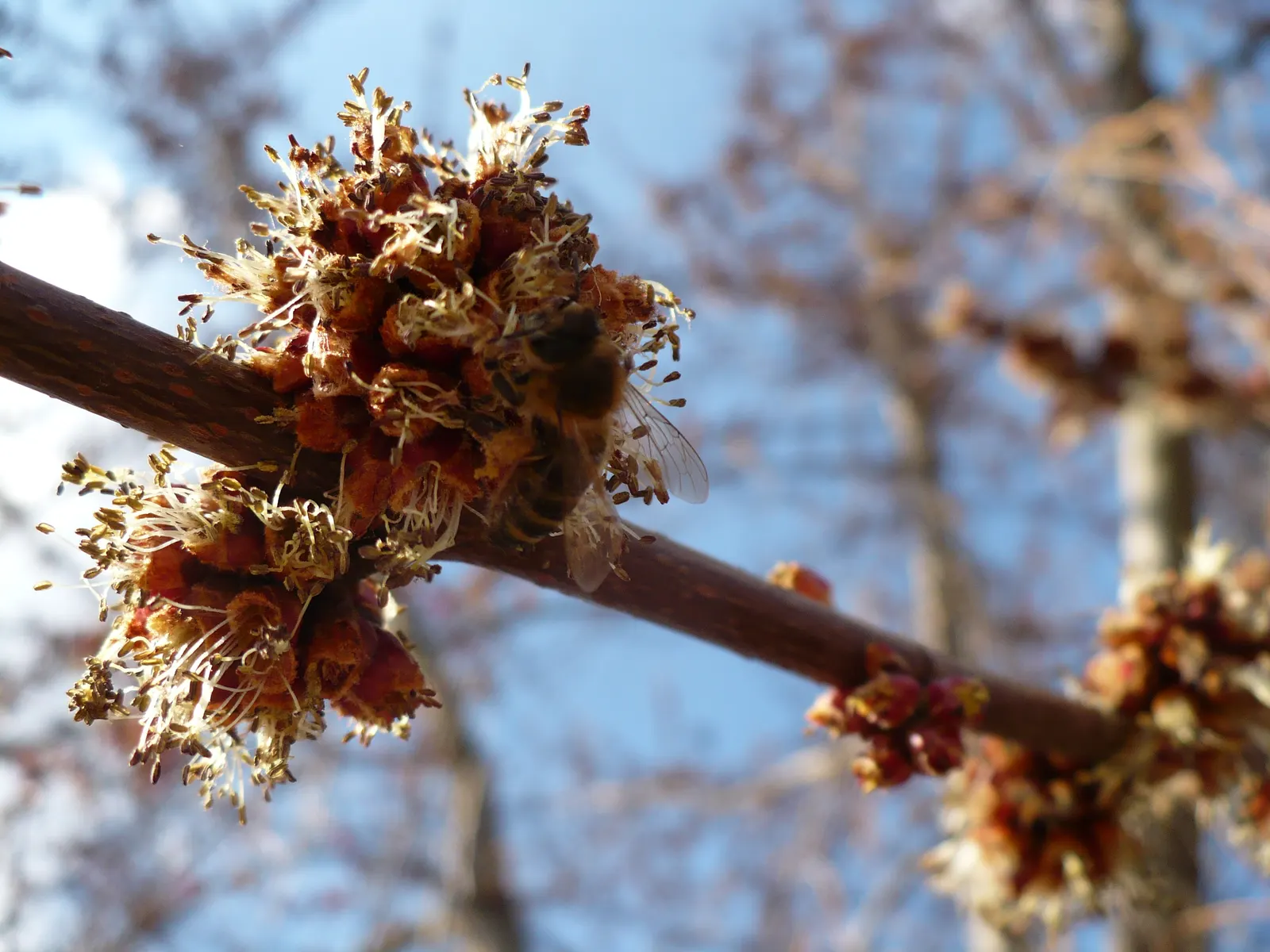 Red Maple (Acer Rubrum) — While thriving in full sun to partial shade; making it an attractive choice for diverse landscape settings, image 87