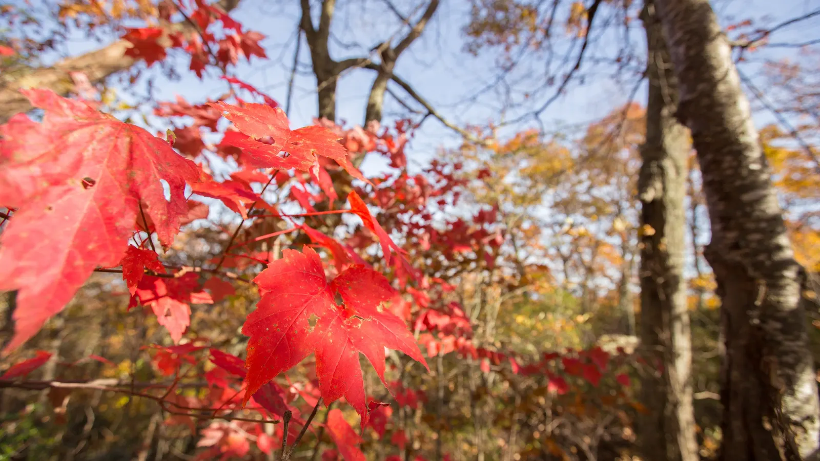 Red Maple (Acer Rubrum) — and textured silver-gray bark in winter add continuous appeal to their garden