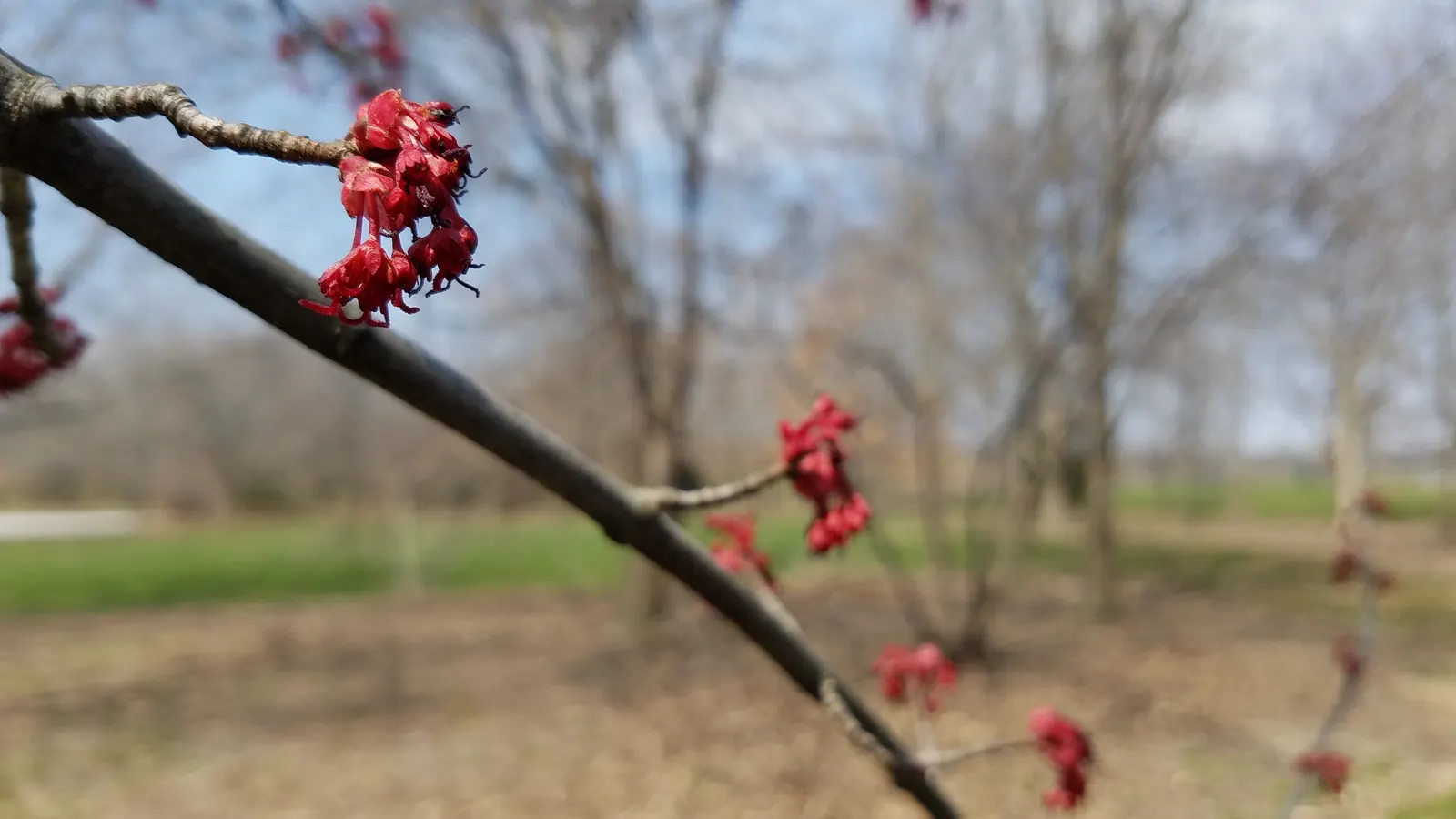 Red Maple (Acer Rubrum) — It typically grows 40-70 feet tall, with a spread of 30-50 feet, thriving in hardiness zones 3-9; red Maples can serve as, image 75