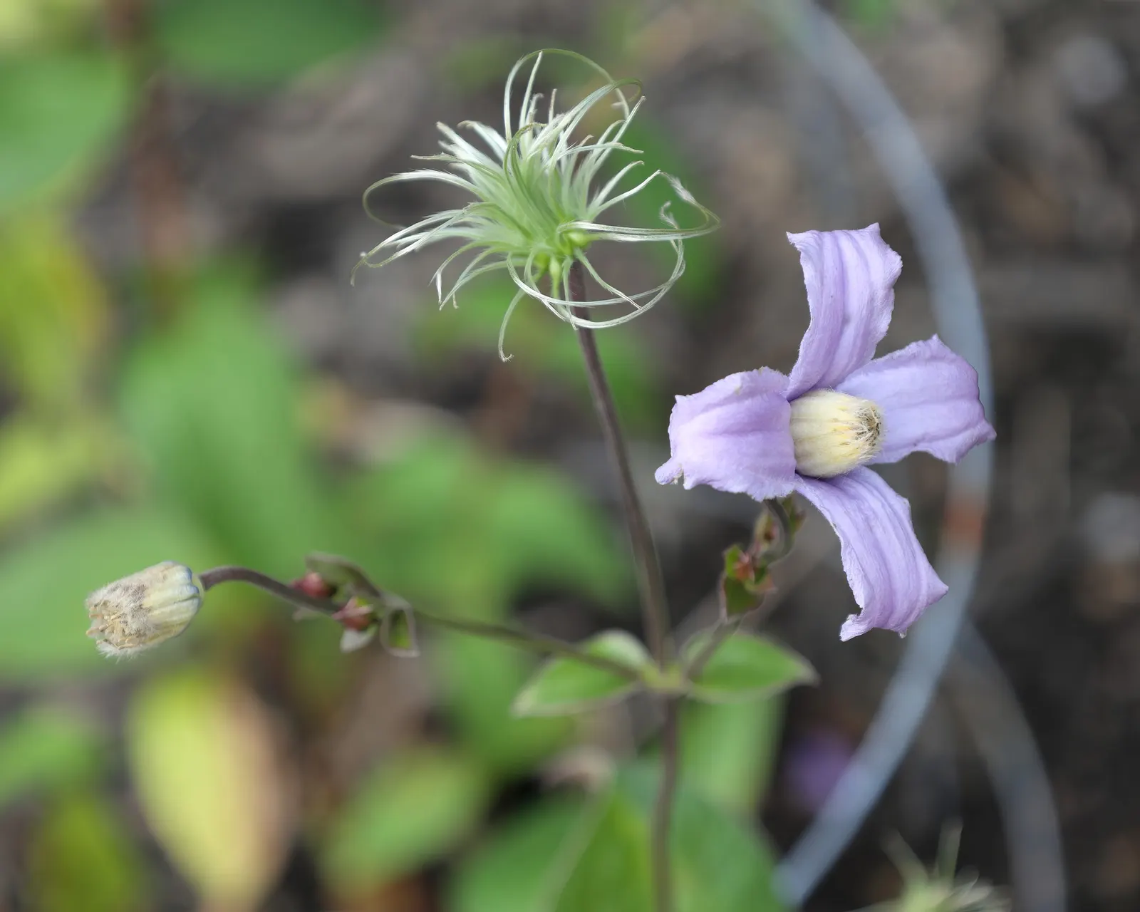 Stand By Me Bush Clematis (Clematis 'Stand By Me') — The Clematis 'Stand By Me' is a non-vining herbaceous perennial