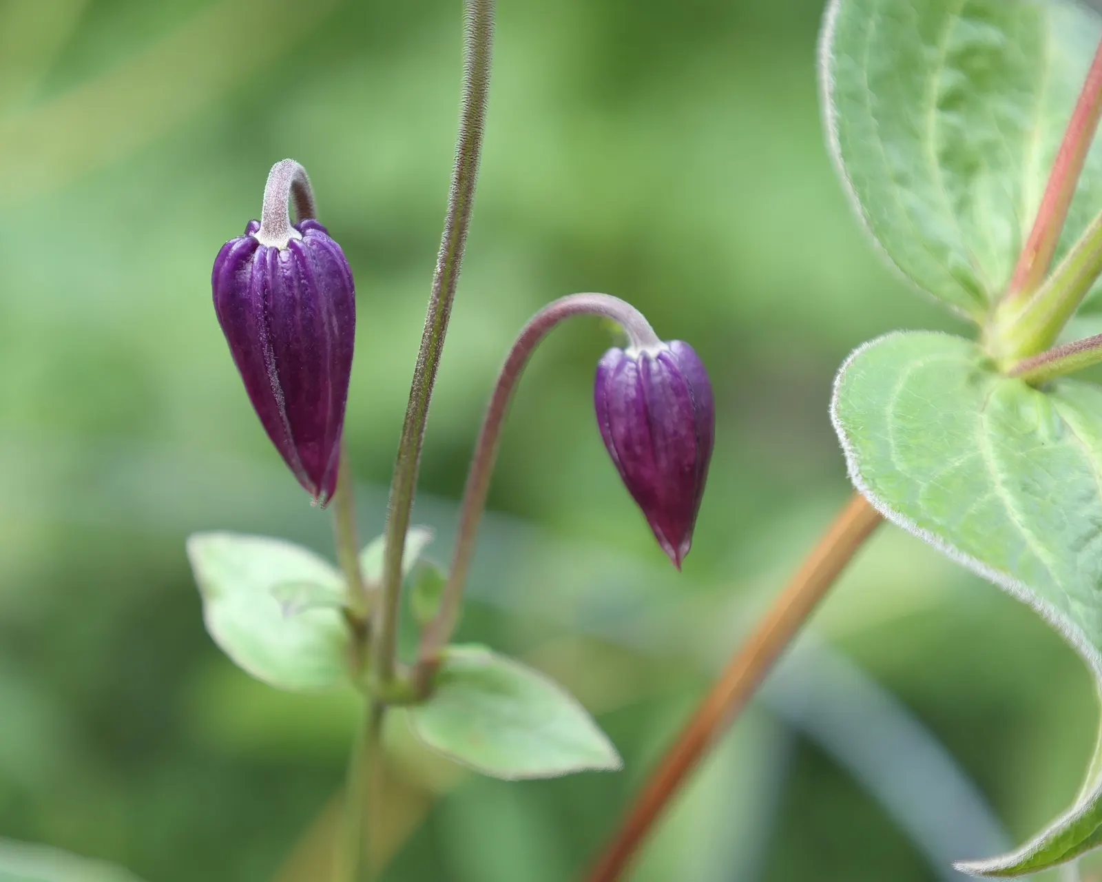 Stand By Me Bush Clematis (Clematis 'Stand By Me') — reaching up to 34-38 inches in height and spreading up to 24 inches wide