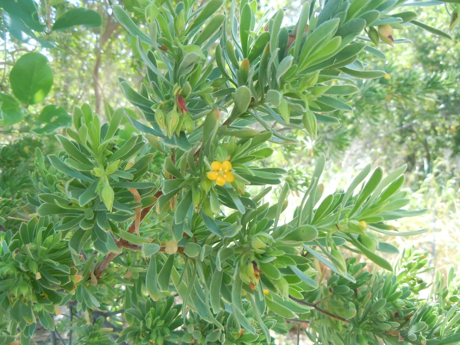 Bay Cedar (Suriana Maritima) — This evergreen typically attains heights between 3 to 8 feet and spreads similarly