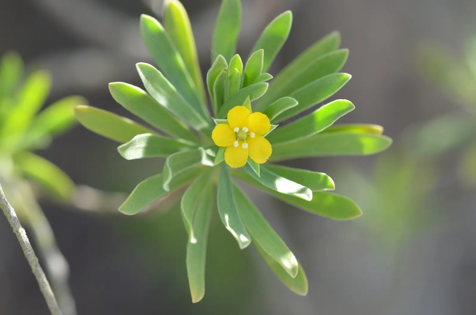 Bay Cedar (Suriana Maritima) — this plant is an excellent choice for seaside gardens or areas subjected to brackish environments