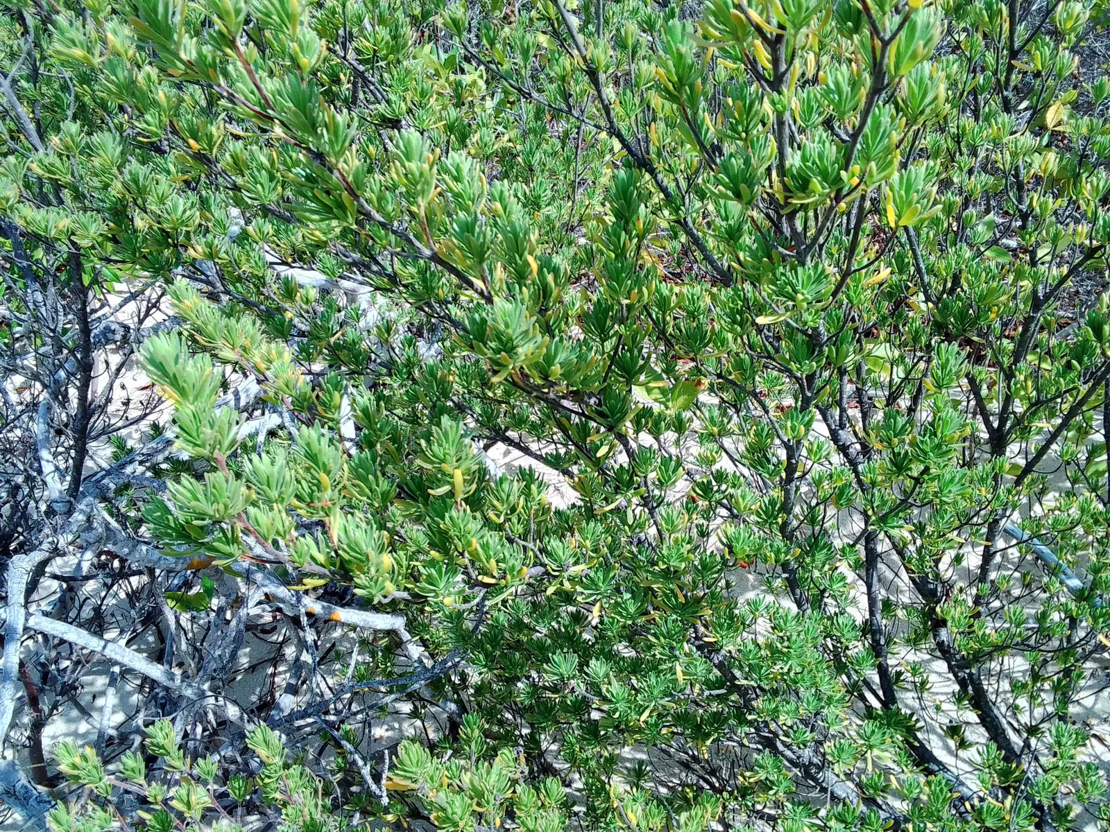 Bay Cedar (Suriana Maritima) — rendering a fine-textured appearance