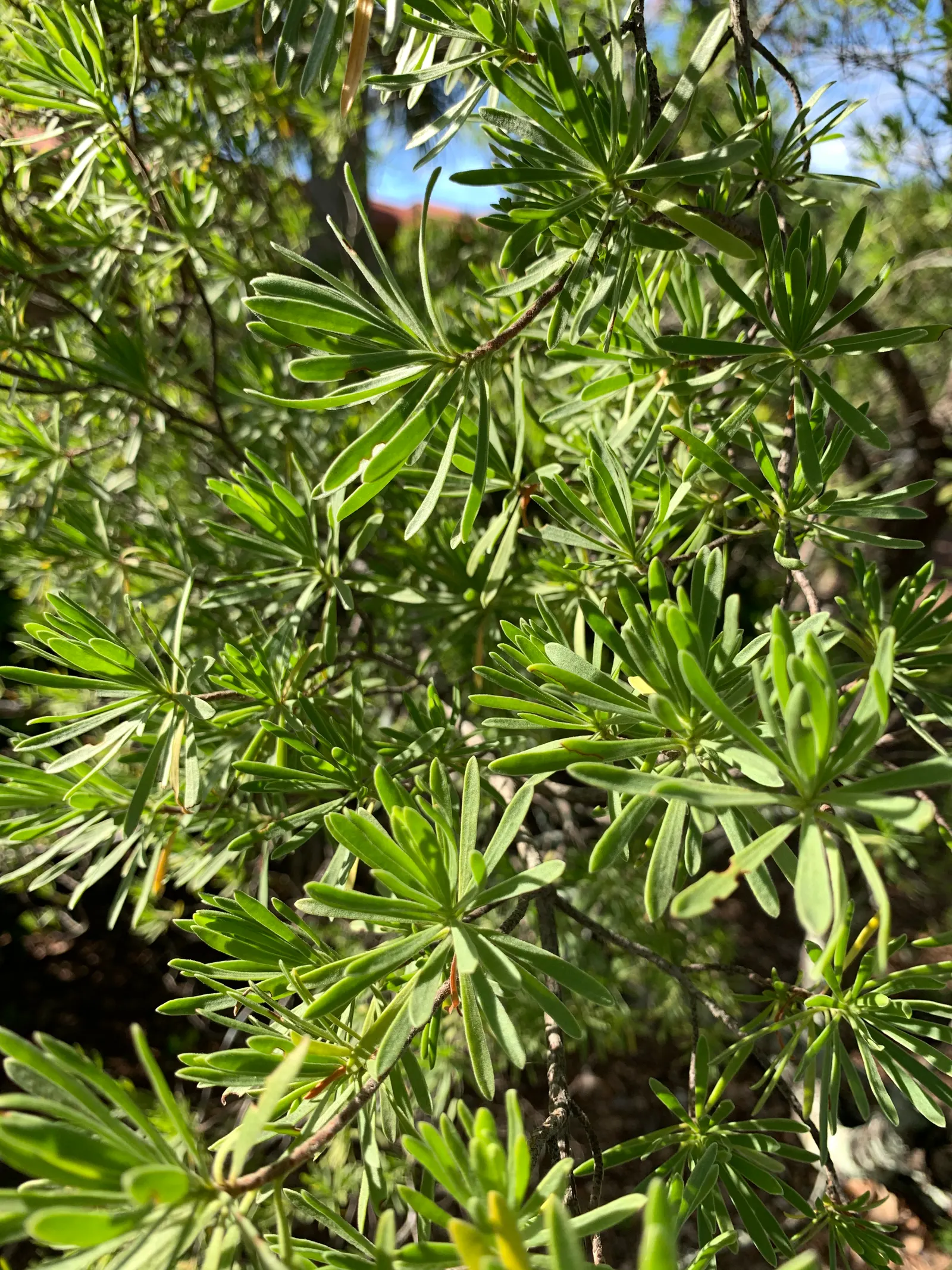 Bay Cedar (Suriana Maritima) — The shrub thrives in full sun to partial shade and prefers well-drained soil types