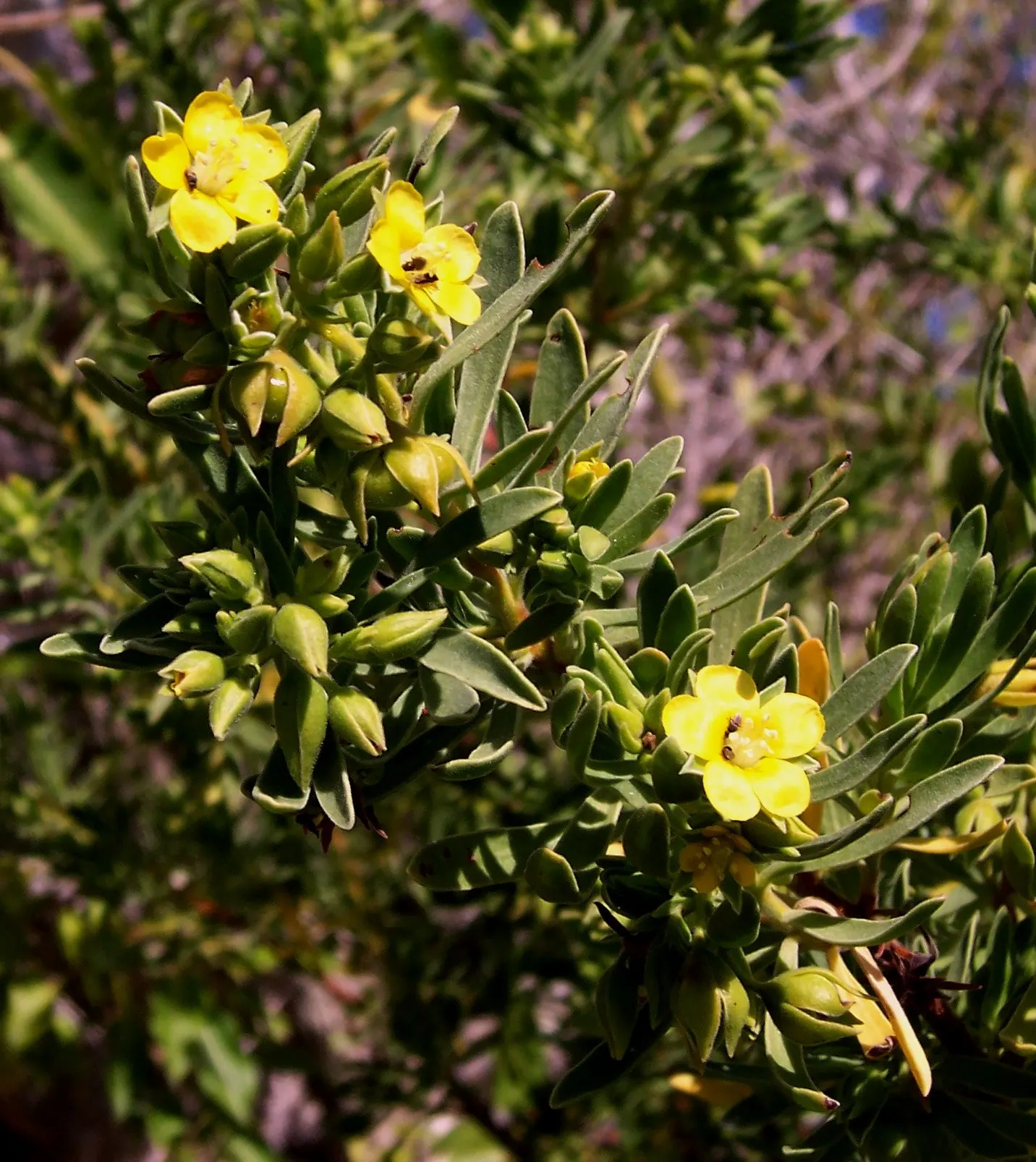 Bay Cedar (Suriana Maritima) — Suriana maritima, commonly known as Bay Cedar, is a resilient shoreline shrub, thriving in sandy soils; its dense growth habit